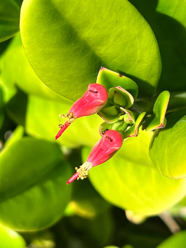 Euphorbia tithymaloides, 2026-01-09