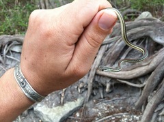 Thamnophis proximus rubrilineatus