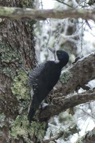 Black-backed Woodpecker (Picoides arcticus), photo 4