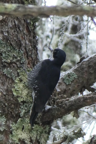 Black-backed Woodpecker (Picoides arcticus), photo 5