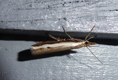 Orocrambus flexuosellus