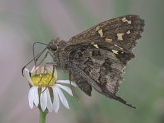 Thorybes dorantes calafia