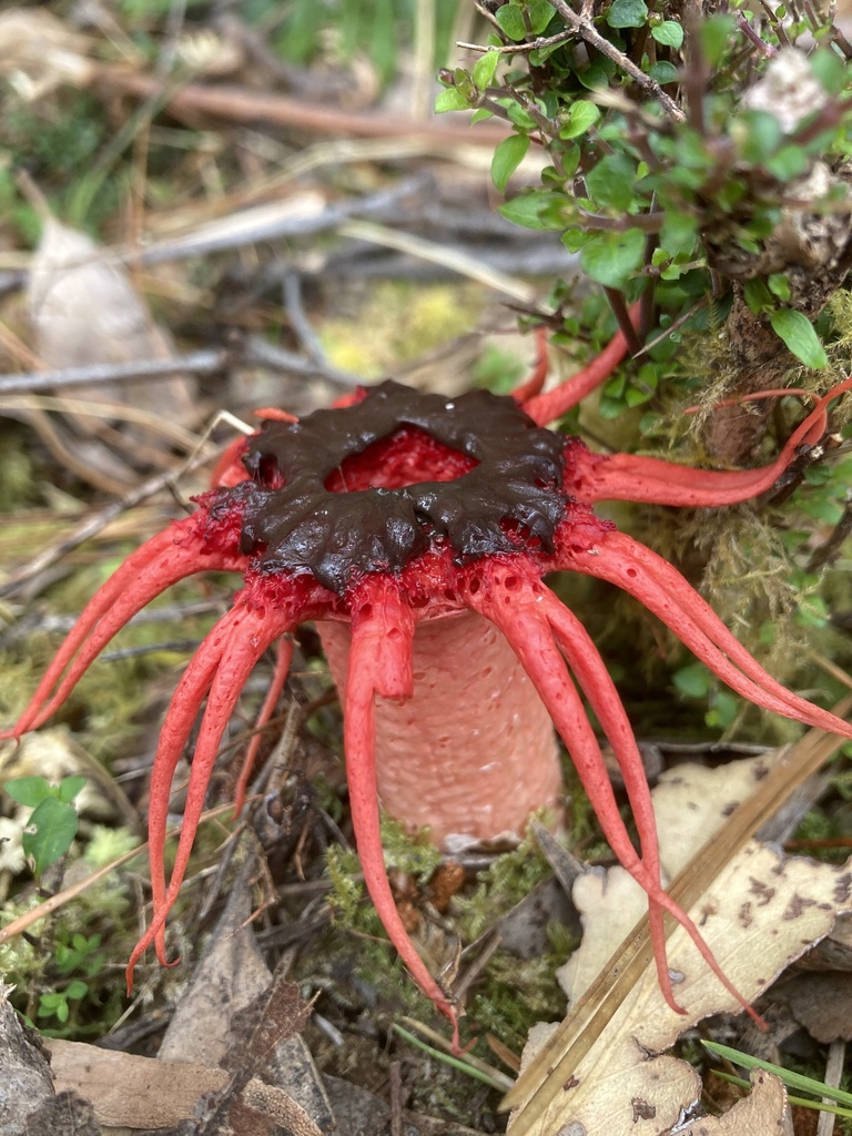 Aseroe rubra · January 2026 · photo: © fungihunter (iNaturalist, cc-by)