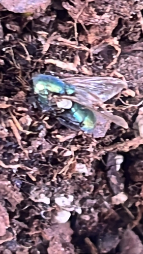 Unknown species found near Ashburn Run Pl, Ashburn, VA, US