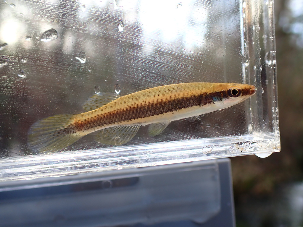 Broadstripe Topminnow