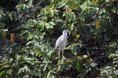 Nycticorax nycticorax image