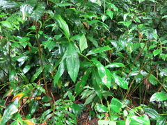 Costus spicatus