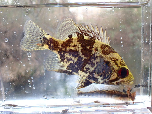 Shadow bass (Ambloplites ariommus) — Centrarchidae — 4
