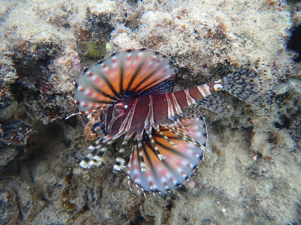 Butterfly scorpionfish (Dendrochirus zebra) — Scorpaenidae