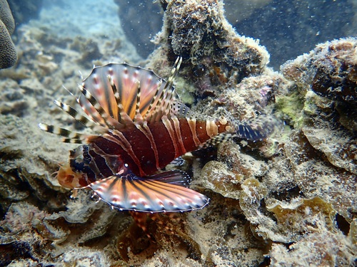 Butterfly scorpionfish (Dendrochirus zebra) — Scorpaenidae — 5