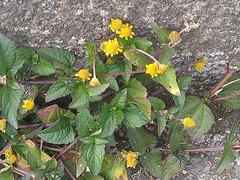 Asteraceae