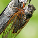 Red Cicada - Photo (c) fra298 [more often off than on], some rights reserved (CC BY-NC-ND)