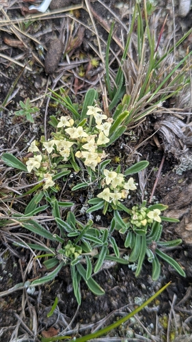 Valeriana niphobia