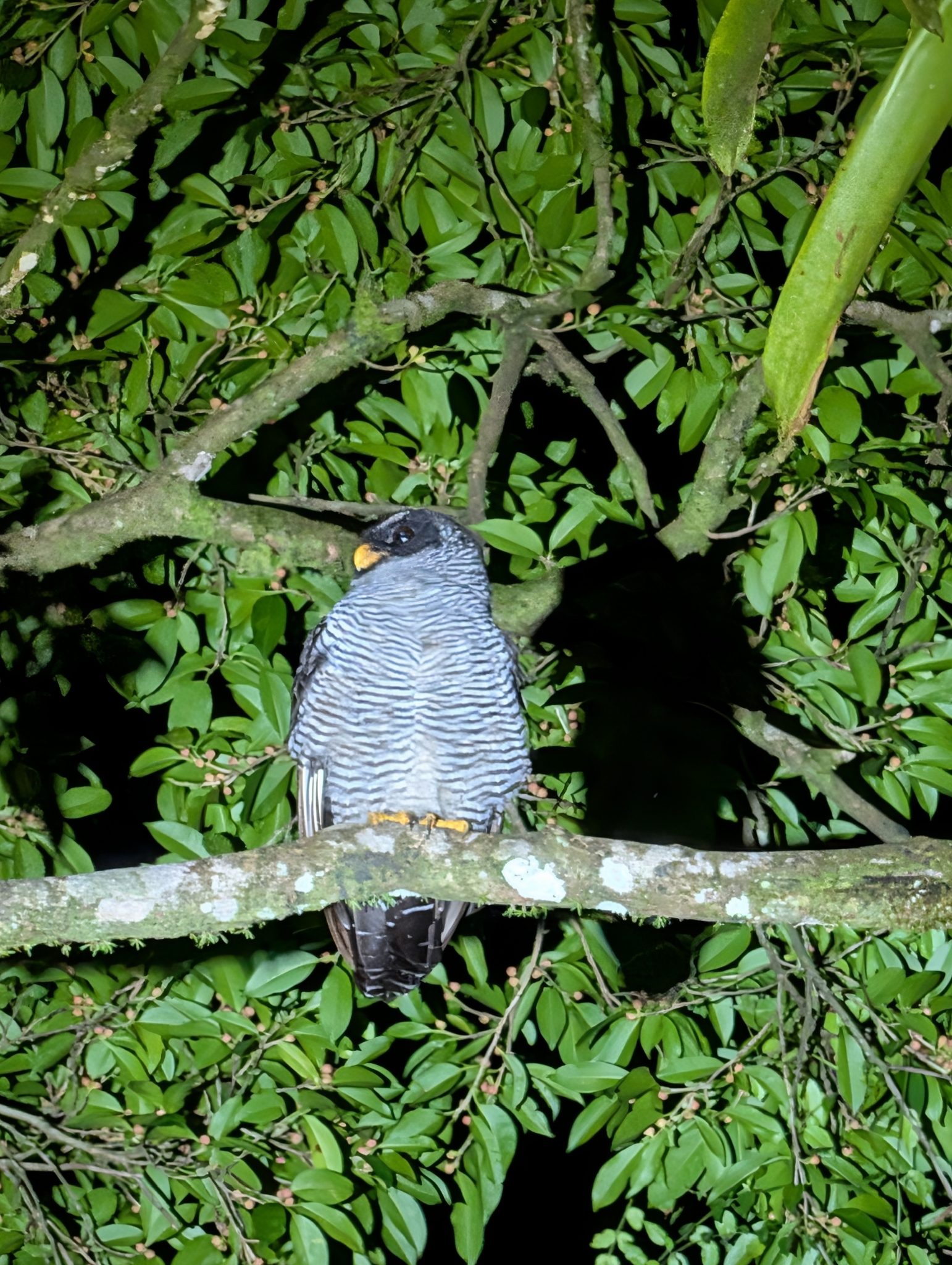 Black-and-white Owl (Strix nigrolineata), photo 3