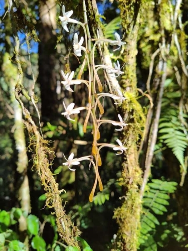 Aerangis macrocentra (Schltr.) Schltr. 3