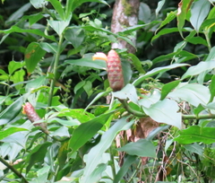 Costus spicatus
