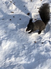 Sciurus vulgaris
