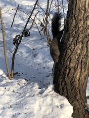 Sciurus vulgaris