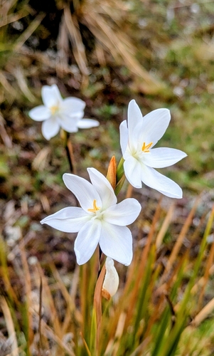 Orthrosanthus occissapungus