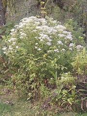 Austroeupatorium