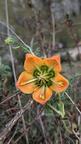 Caiophora carduifolia