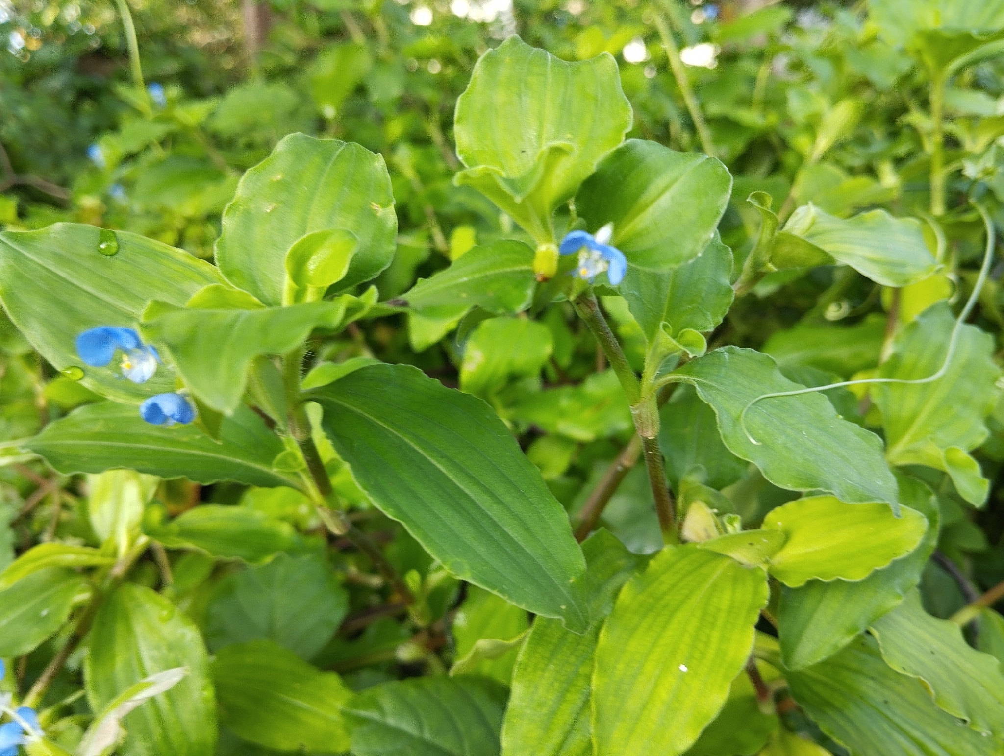 Benghal dayflower