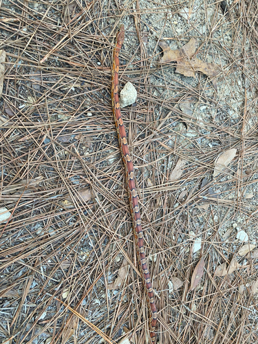 Red Cornsnake