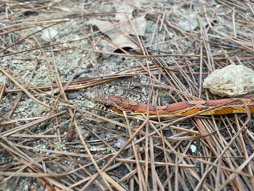 Red Cornsnake