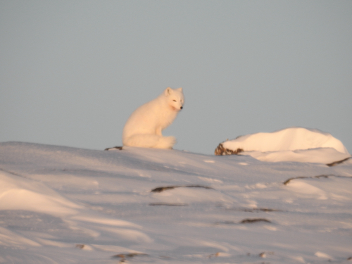 Arctic Fox observed by dylan15876