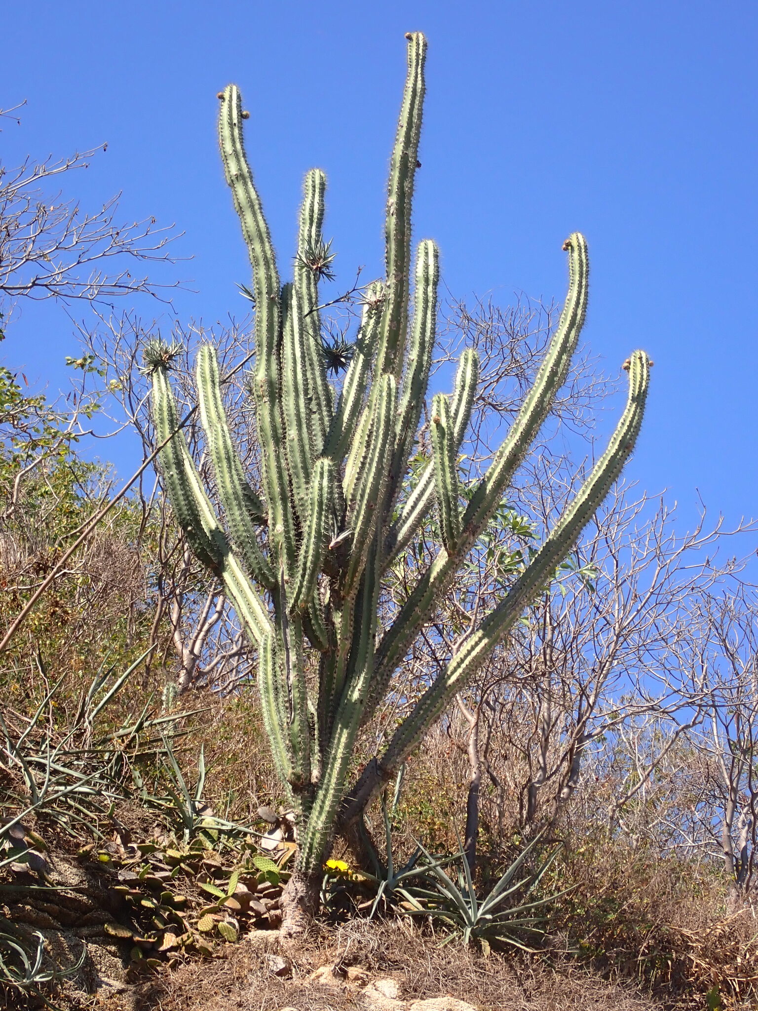 Pitayo gigante