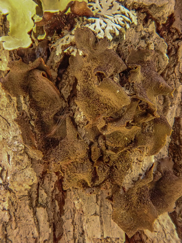 iNaturalist observation photo of Bearded Jellyskin Lichen