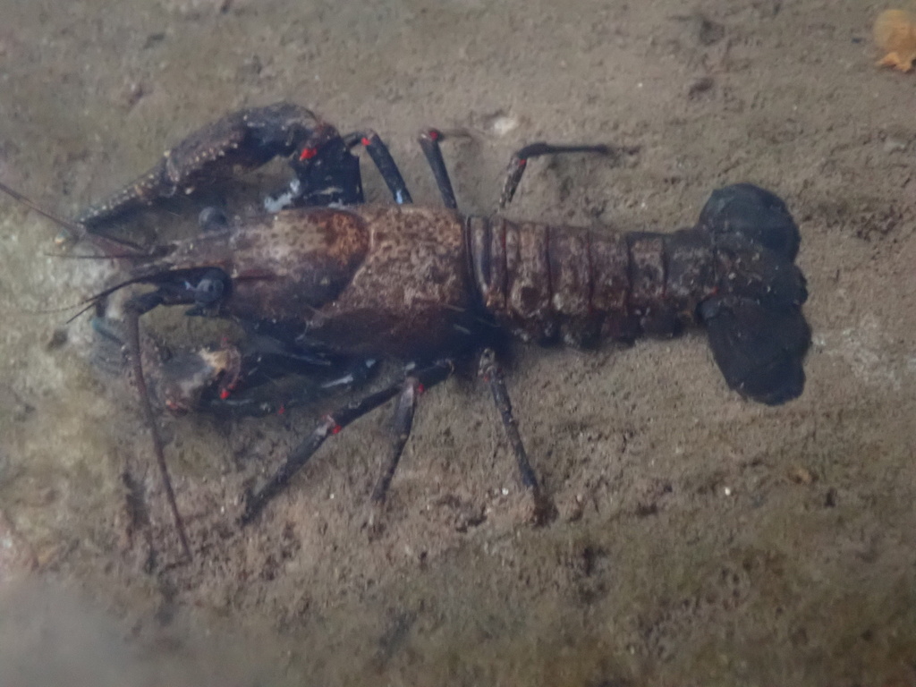 Pontchartrain Painted Crayfish