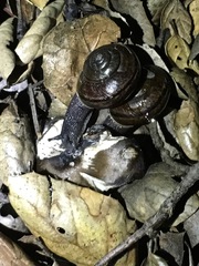 Helminthoglypta phlyctaena
