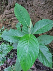 Abatia parviflora, photograph author not stated, no rights reserved