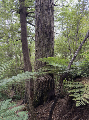 Dacrydium cupressinum