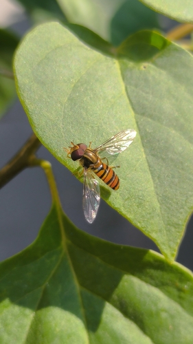 Marmalade Hover Fly