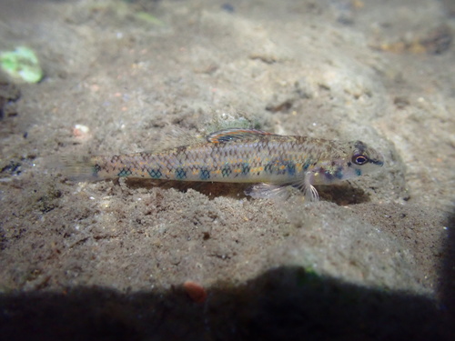 Speckled darter (Etheostoma stigmaeum) — Percidae