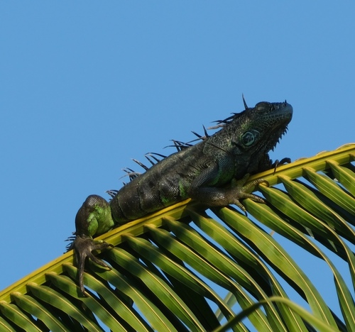 Iguana verde