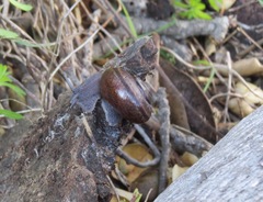 Helminthoglypta phlyctaena