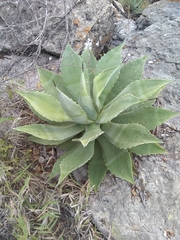 Agave hiemiflora