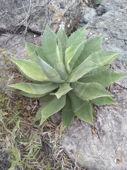 Agave hiemiflora