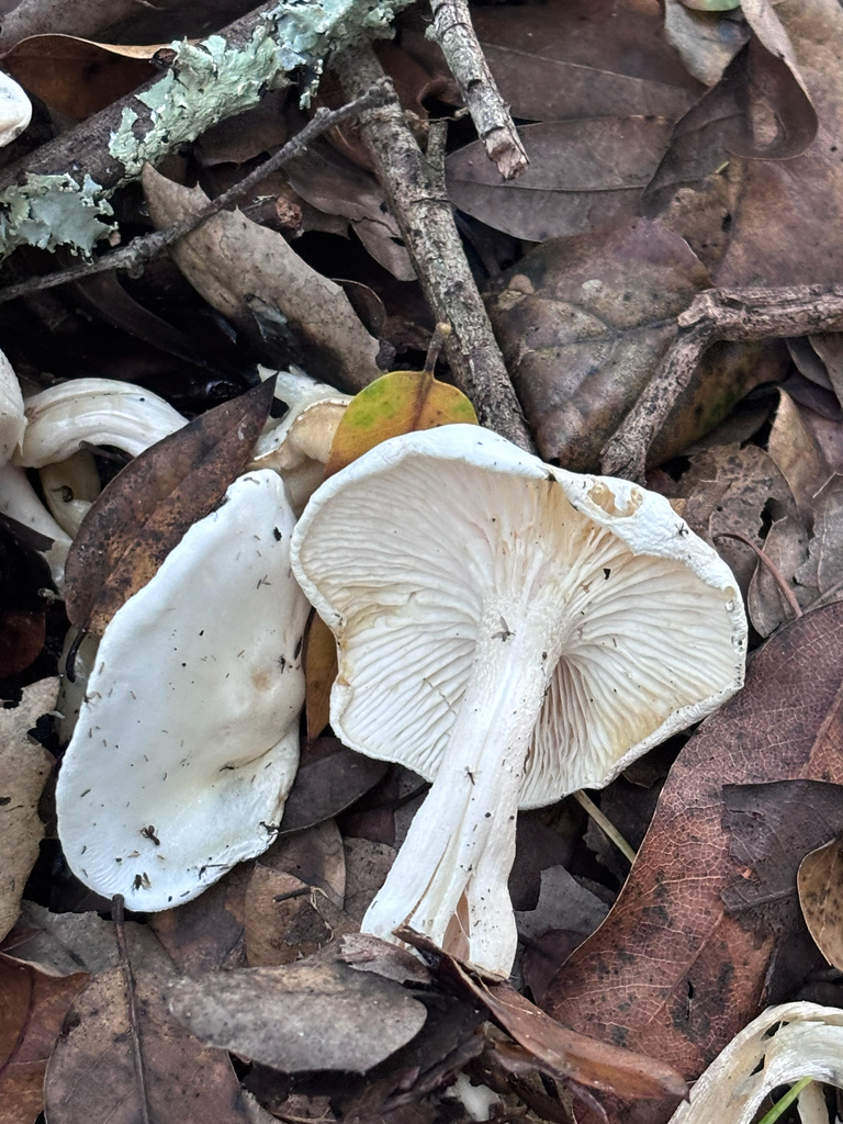 Hygrophorus eburneus · January 2026 · photo: © reago (iNaturalist, cc-by)