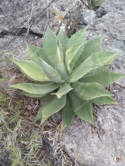 Agave hiemiflora