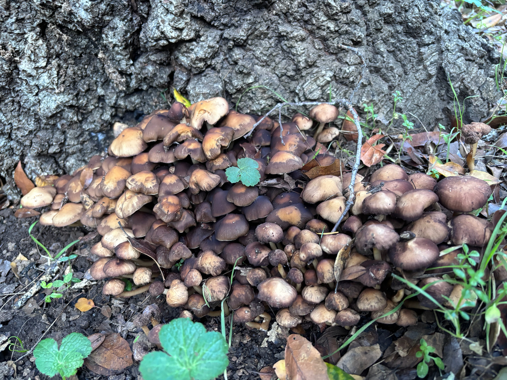 Psathyrella piluliformis · January 2026 · photo: © reago (iNaturalist, cc-by)