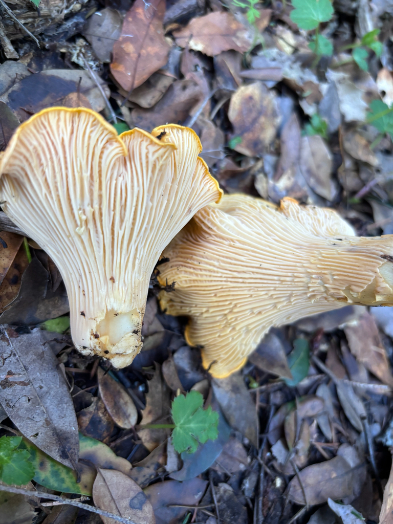 Cantharellus californicus · January 2026 · photo: © reago (iNaturalist, cc-by)