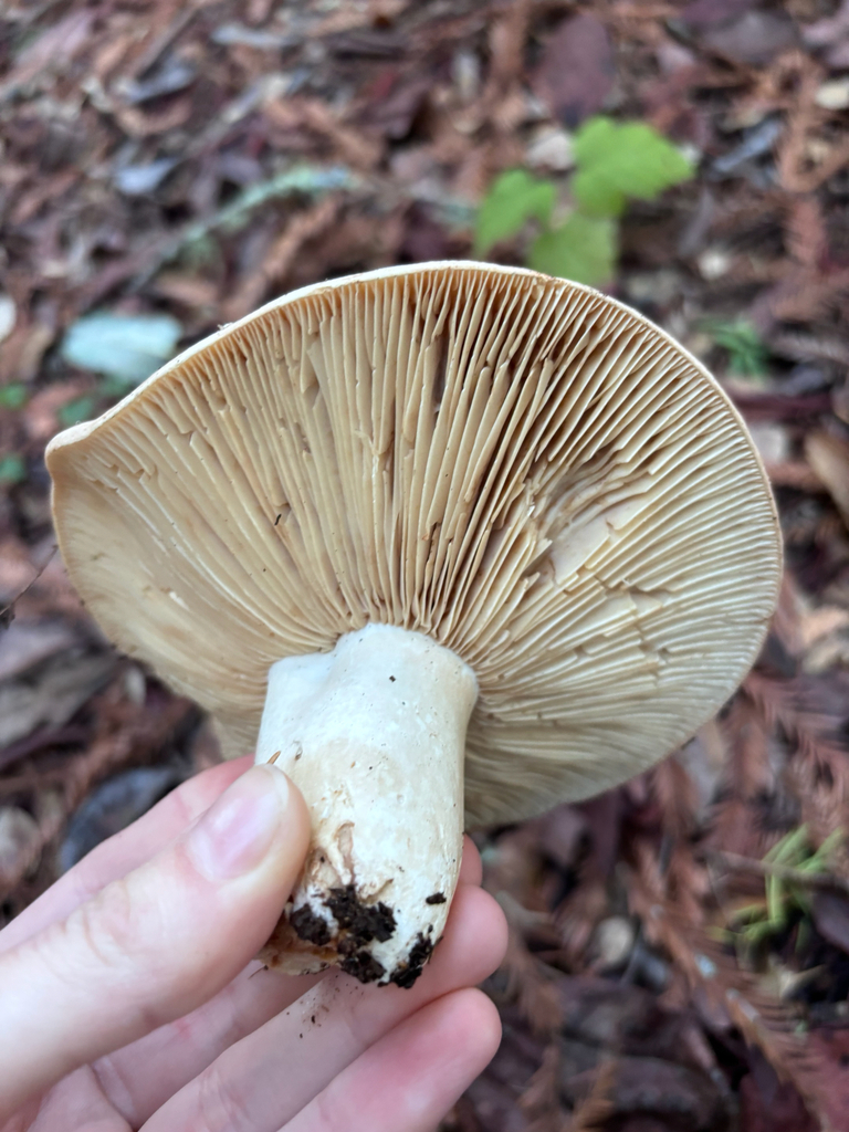 Lactarius argillaceifolius megacarpus