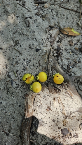 Campomanesia xanthocarpa, photograph 3
