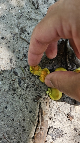 Campomanesia xanthocarpa, photograph 4