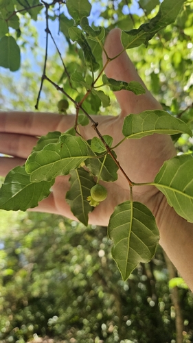 Campomanesia xanthocarpa, photograph 5