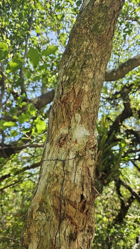 Campomanesia xanthocarpa, photograph 6